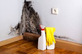 Mold Documentation for Insurance Claims in Chester, MD